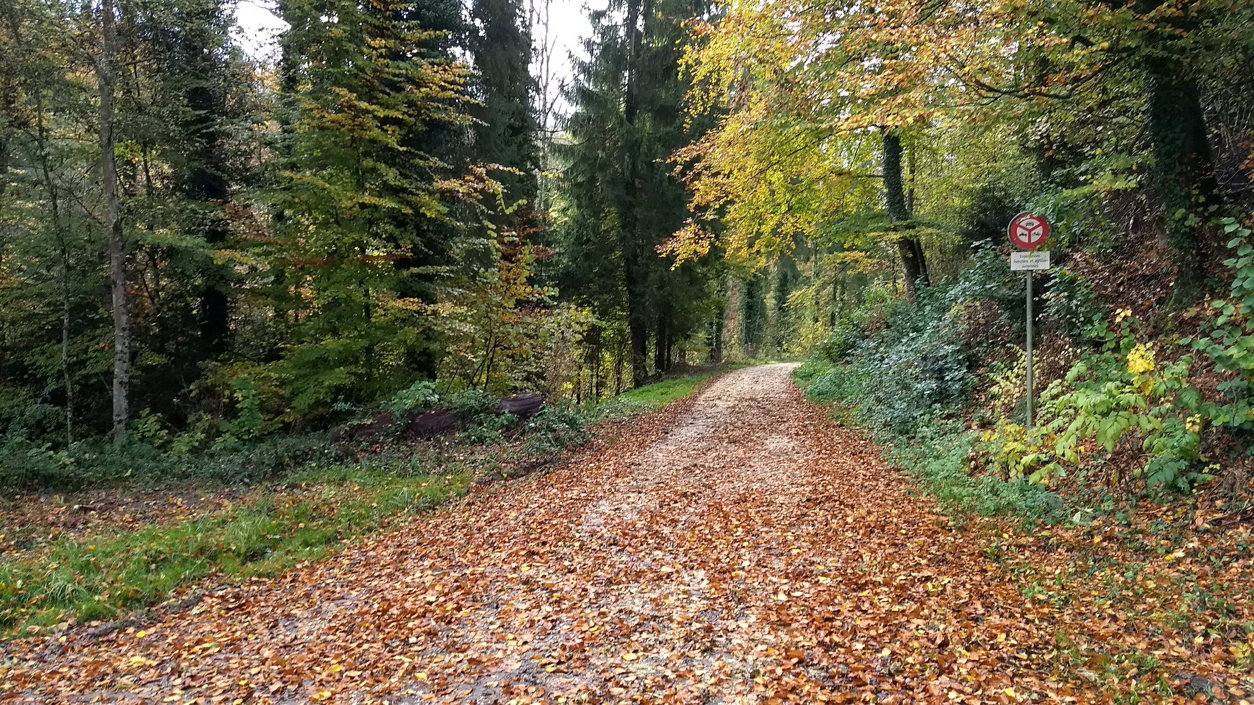 Le Sauteru