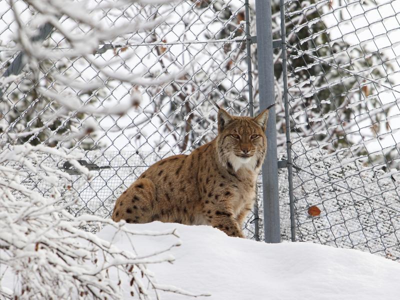Zoo des Marécottes